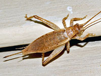Jumping Bush Cricket