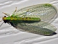 Green Lacewing