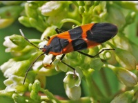 Large Milkweed Bug