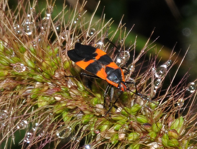 Large Milkweed Bug