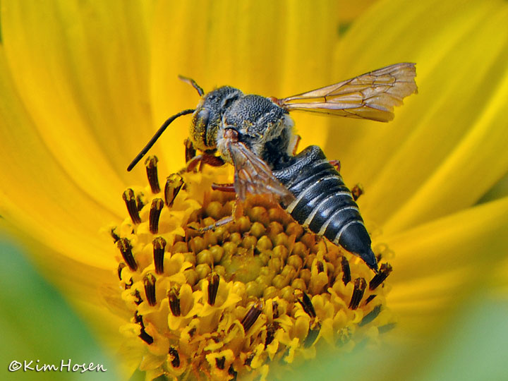 Cuckoo Leafcutting Bee