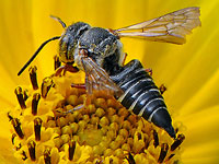 Cuckoo Leafcutting Bee