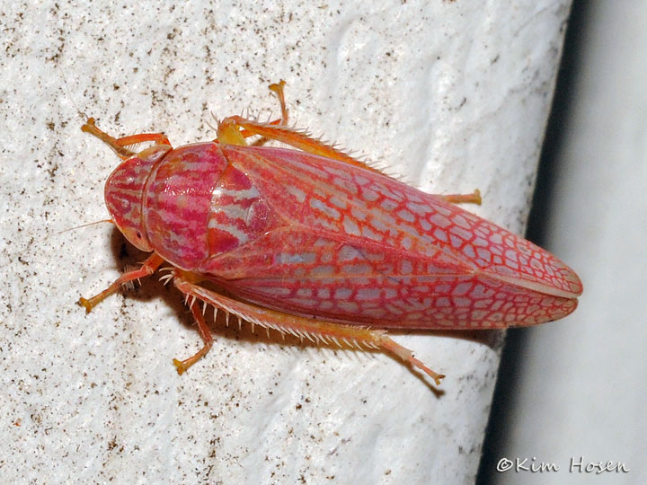 Gyponana octolineata