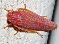 Gyponana octolineata