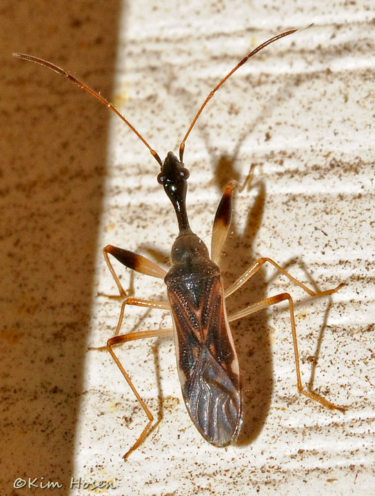 Long-necked Seed Bug