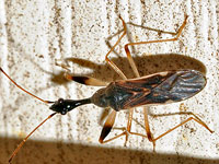 Long-necked Seed Bug