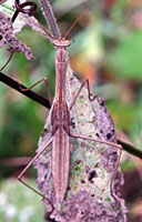 Preying Mantis