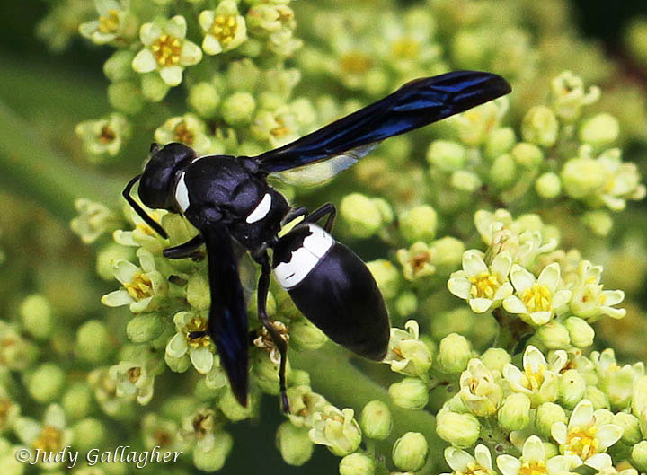 Mason Wasp