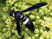 Mason Wasp