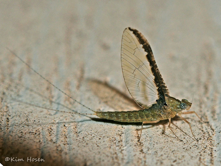 Small Minnow Mayfly