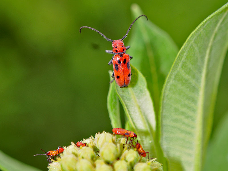 Red Milkweed Beetle