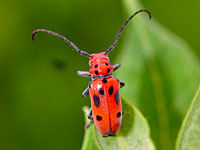 Milkweed Beetle