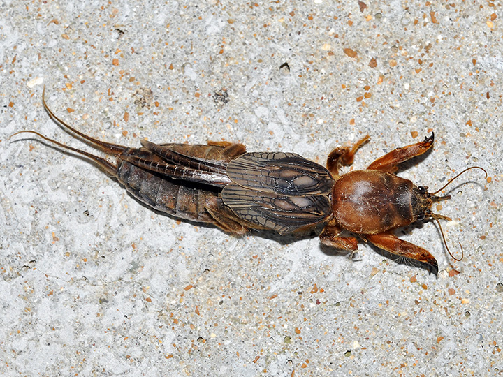 Northern Mole Cricket