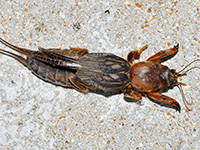 Mole Cricket