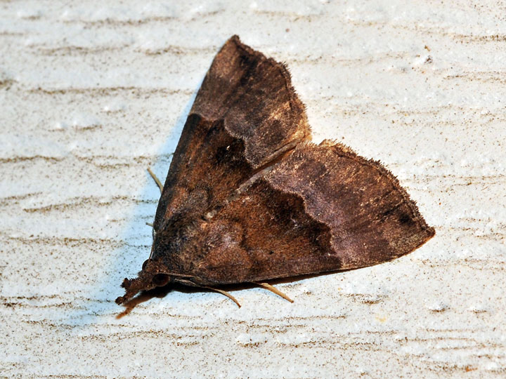 Unidentified Moth