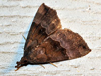 Unidentified Moth