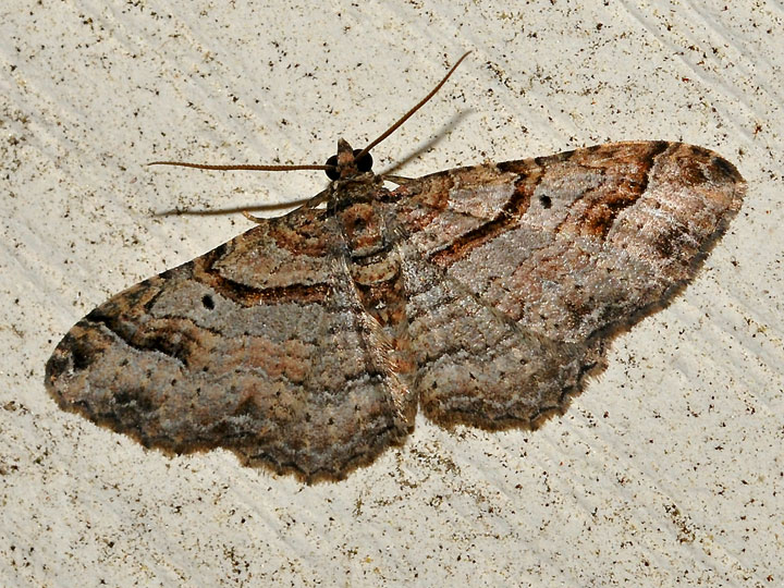 Unidentified Moth