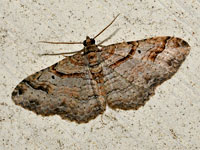 Unidentified Moth