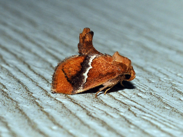 Unidentified Moth