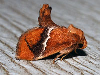 Yellow-shouldered Slug Moth