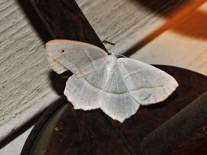 Unidentified Moth