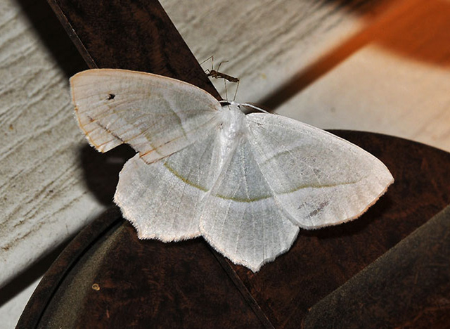 Pale Beauty,  Campaea perlata