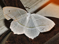 Pale Beauty