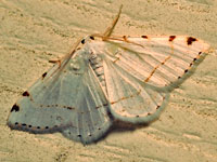 Lesser Maple Spanworm Moth