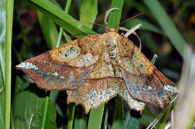 Deep Yellow Euchlaena Moth, Euchlaena amoenaria