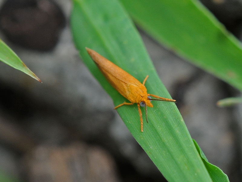 Orange Holomelina