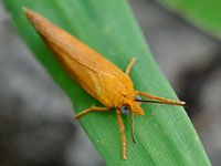 Unidentified moth