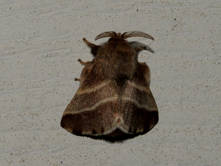 Unidentified Moth