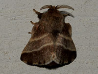 Unidentified Moth