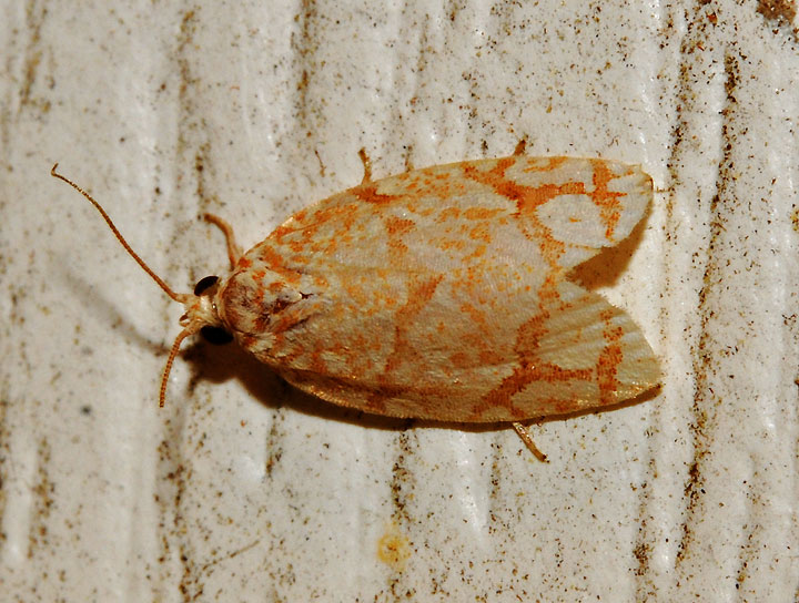 Unidentified Moth