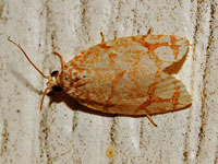 Unidentified Moth