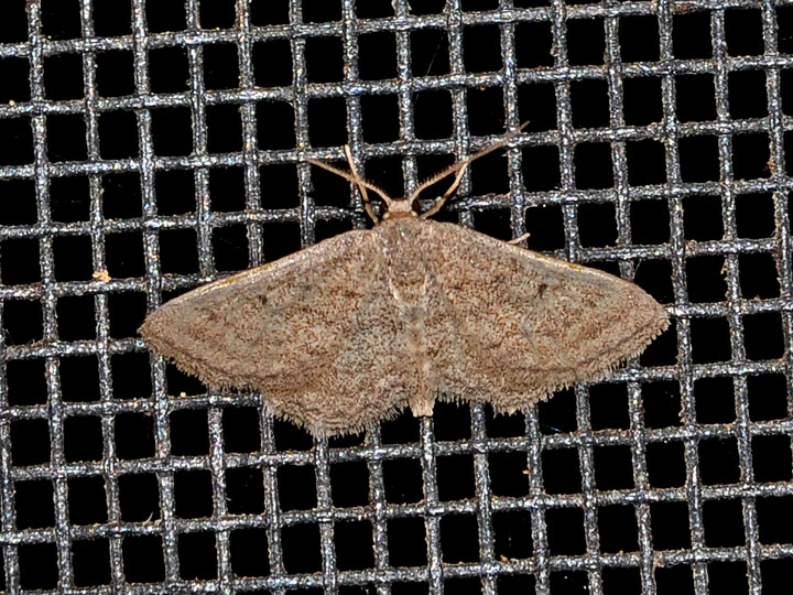 Unidentified moth