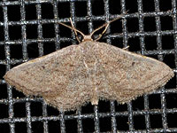 Unidentified Moth