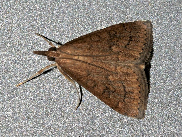 Celery Leaftier Moth