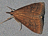 Celery Leaftier Moth