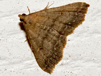 Bent-winged Owlet