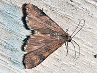 Lucerne Moth