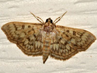 Bold-feathered Grass Moth
