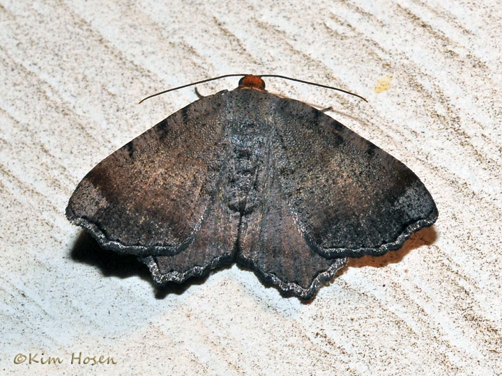 Bicolored Angle Moth
