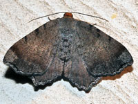 Unidentified Moth