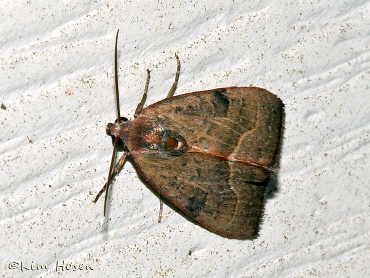 Unidentified Moth