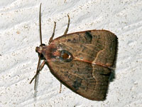 Unidentified Moth