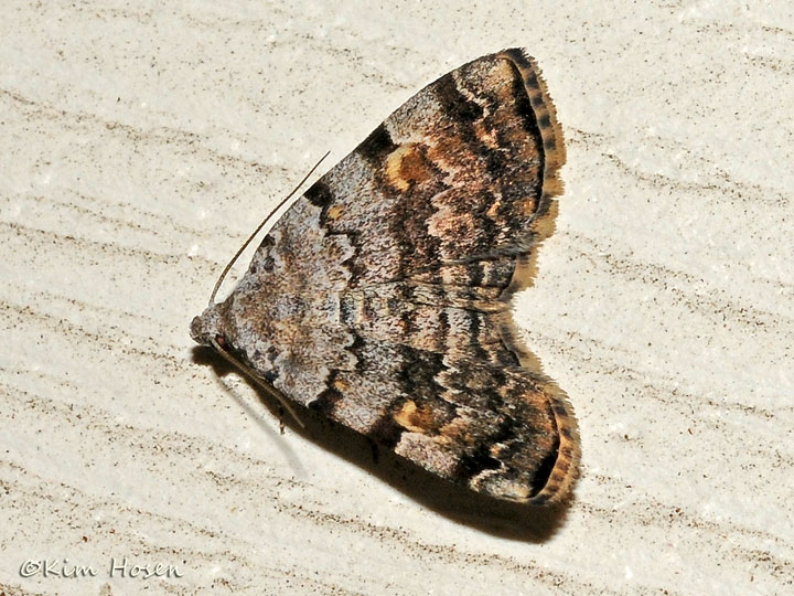Unidentified Moth