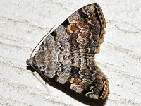 American Idia Moth