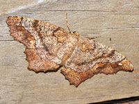 One-spotted Variant, Hypagyrtis unipunctata