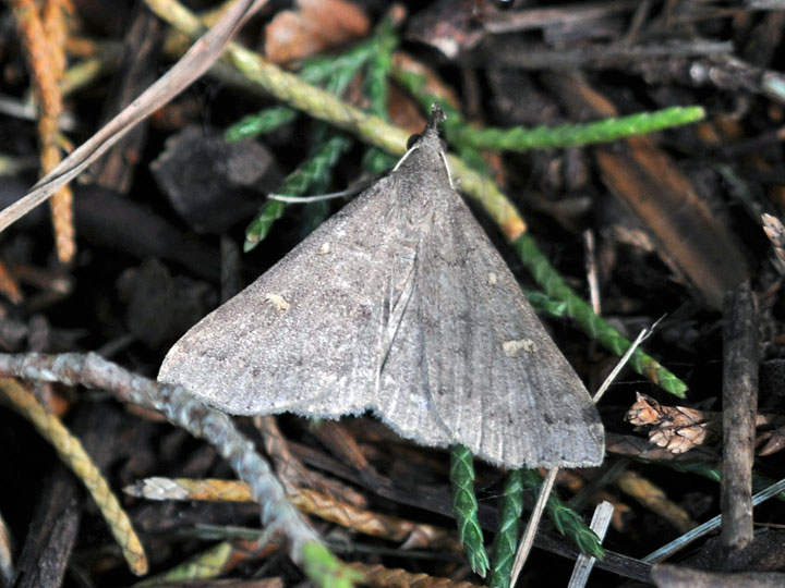 Unidentified Moth
